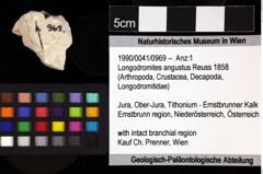 Foto (Objket + Etiketten) von Longodromites angustus (Reuss 1858) 